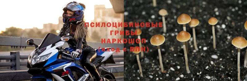 Галлюциногенные грибы Psilocybine cubensis  Беслан 